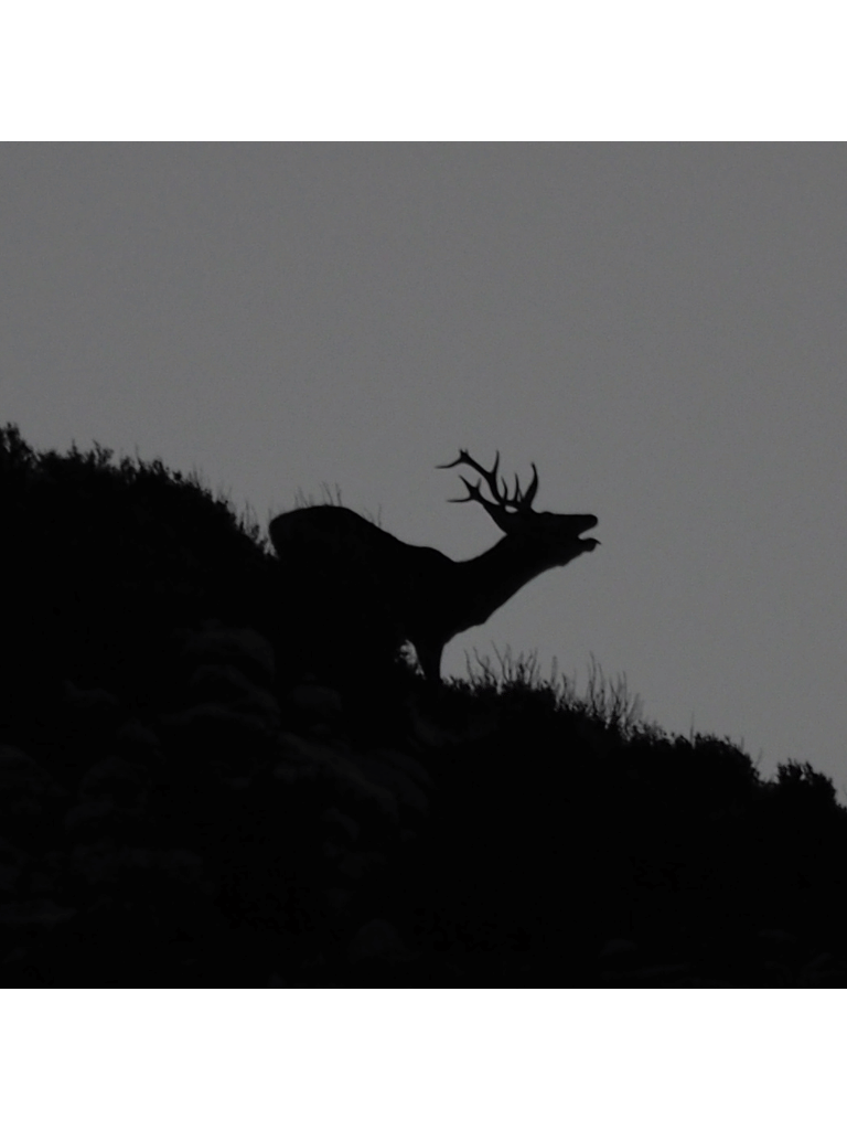 La brama del cérvol als Pirineus - La berrea del ciervo en los Pirineos - Deer rut in the Pyrenees