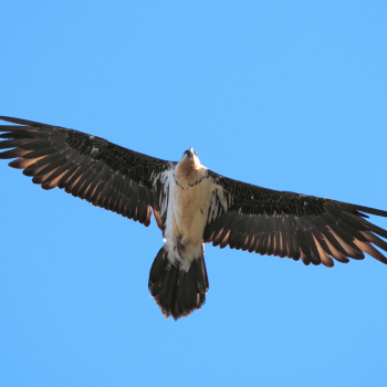 Observació de carronyaires als Pirineus - Observación de carroñeros en los Pirineos - Scavengers observation in the pyrenees