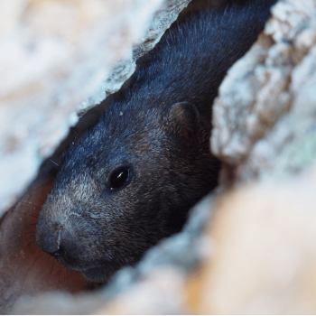 Observació d'animals d'alta muntanya als Pirineus - Observación de animales salvajes de alta montaña en los Pirineos - Pyrenees wildlife observation