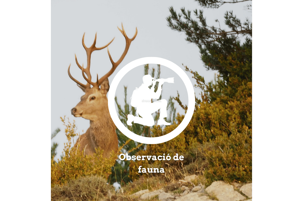 Observació de fauna, animals del Pirineu