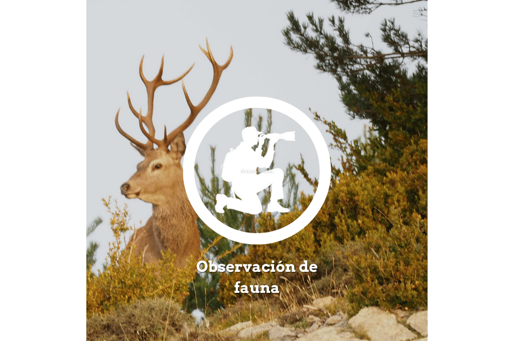 Observación de fauna, animales del Pirineo en su habitat natural