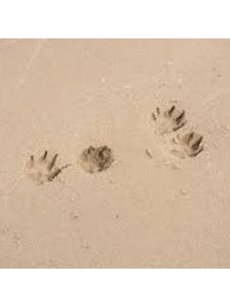 Activitat de cerca de rastres i empremtes d'animals dels Pirineus
Actividad de búsqueda de rastros y huellas de animales de los Pirineos
Searching for animal tracks and footprints in the Pyrenees