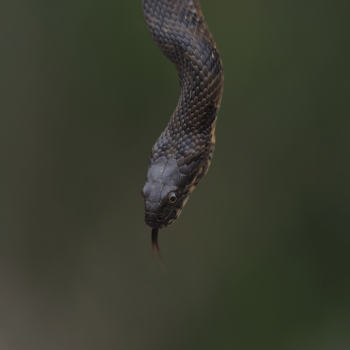 Observació d'amfibis i rèptils dels Pirineus
Observación de anfibios y reptiles de los Pirineos
Pyrenees' amphibian and reptile observation