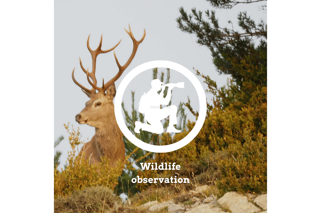 Wildlife observation. Watching animals from the Pyrenees in their natural habitat